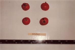 Click for 1 image(s) for this accession. FRUIT